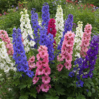 Rocket Larkspur Flower Seeds for Beautiful Garden Blooms