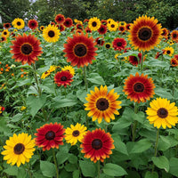 Sunflower Flower seeds for Planting Vibrant Colors Heirloom & GMO Free Seeds for Home Garden