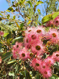 Pink Corymbia Ficifolia Flower seeds for Planting - Cut Flower Favorite, Heirloom & GMO Free Seeds for Home Garden
