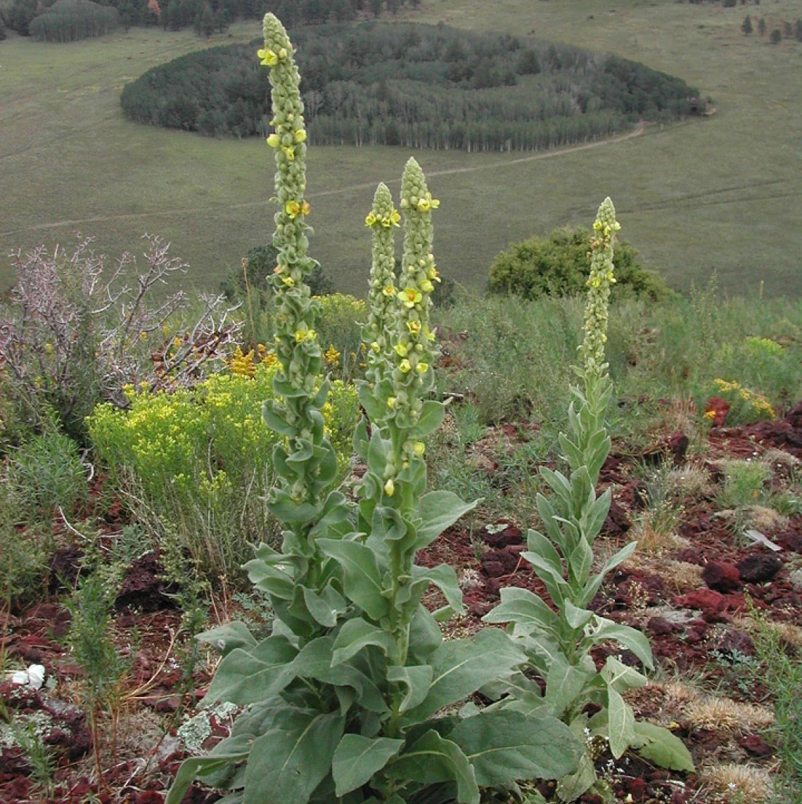 Bright yellow Verbascum flowers blooming in a sunny garden border