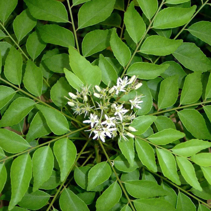 Curry Leaf Seeds for Planting – Heirloom & Non-GMO Herb Tree Seeds