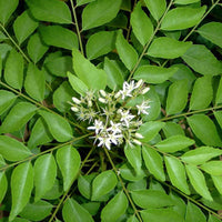 Curry Leaf Seeds for Planting – Heirloom & Non-GMO Herb Tree Seeds