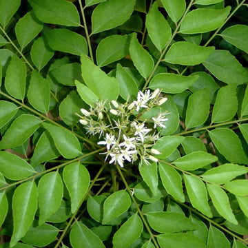 Curry Leaf Seeds for Planting – Heirloom & Non-GMO Herb Tree Seeds