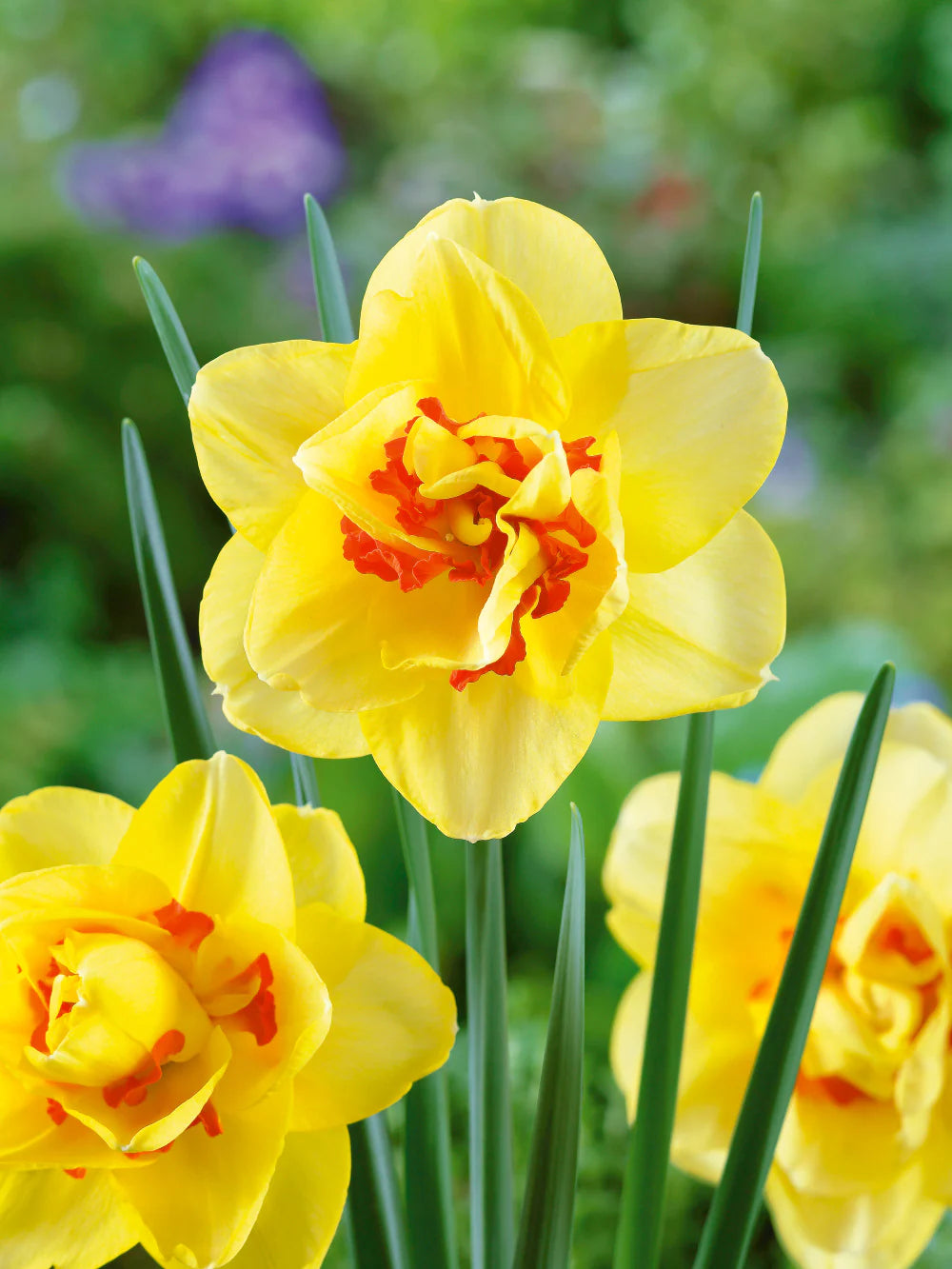 Light Yellow Narcissus Flower seeds for Planting - Colorful Display, Heirloom & GMO Free Seeds for Home Garden
