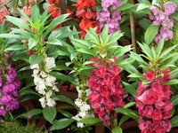 Impatiens Balsamine Flower seeds for Planting Vibrant Colors Heirloom & GMO Free Seeds for Home Garden