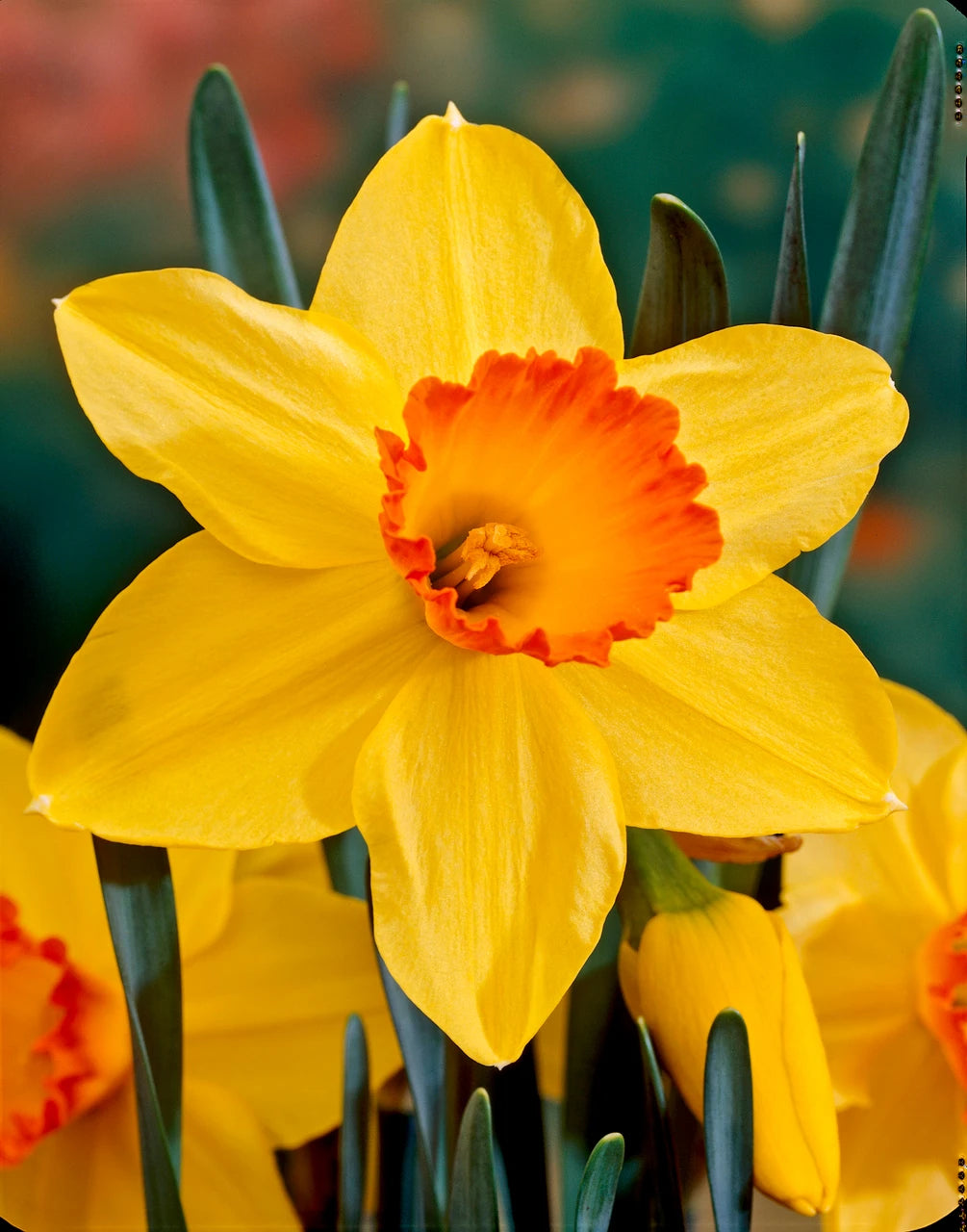 Yellow Red Daffodil Seeds for Planting  Bright Perennial Flowers