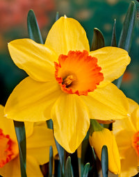 Orange Narcissus Flower Seeds for Planting Colorful Display Heirloom & GMO Free Seeds for Home Garden  Sale