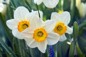 Daffodil Flower Seeds for Planting  Vibrant White and Yellow Blooms