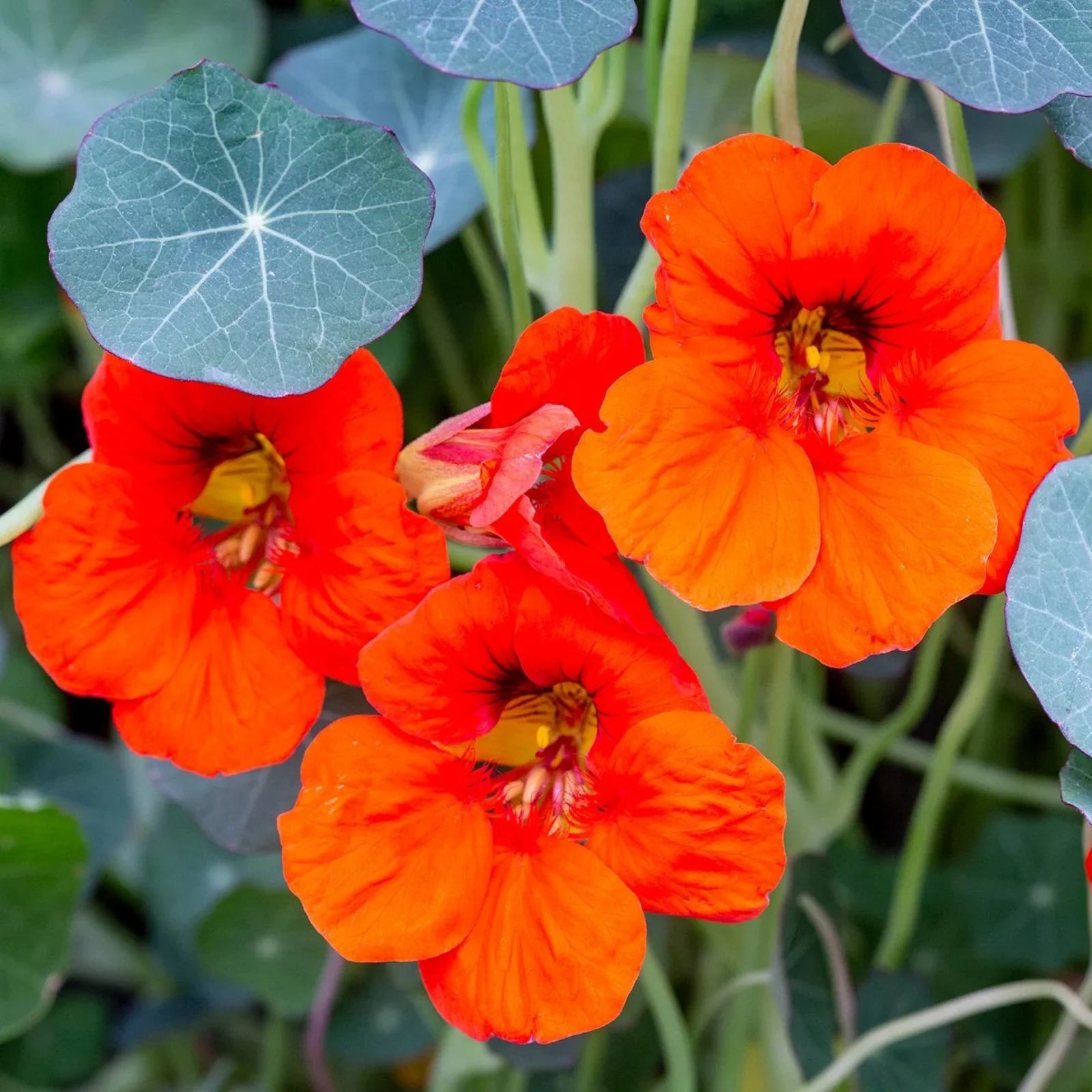 Fiery Festival Nasturtium Flower Seeds – Vibrant Annual Blooms for Garden Planting