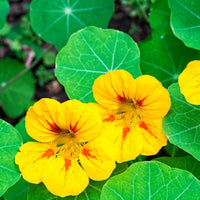 Green Yellow Nasturtium Flower seeds for Planting Cottage Garden Essential Heirloom & GMO Free Seeds for Home Garden