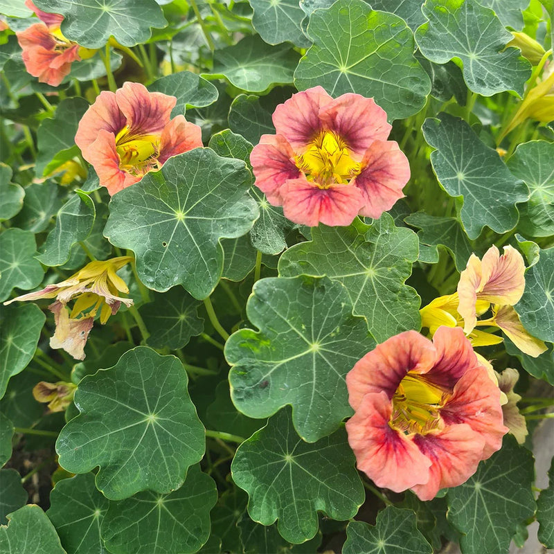 Burgundy Nasturtium Flower Seeds for Planting Sun Loving Heirloom & GMO Free Seeds for Home Garden
 
 Sale