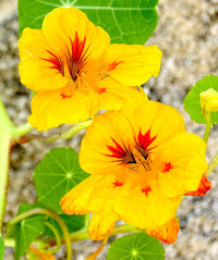 Yellow Red Nasturtium Flower Seeds Planting