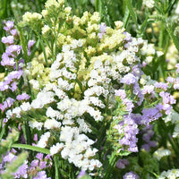 White Statice Flower seeds for Planting - Garden Favorite, Heirloom & GMO Free Seeds for Home Garden