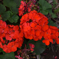 Geraniums Orange Flower seeds for Planting - Colorful Display, Heirloom & GMO Free Seeds for Home Garden