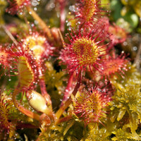 Red Drosera Flower seeds for Planting - Compact Growth, Heirloom & GMO Free Seeds for Home Garden