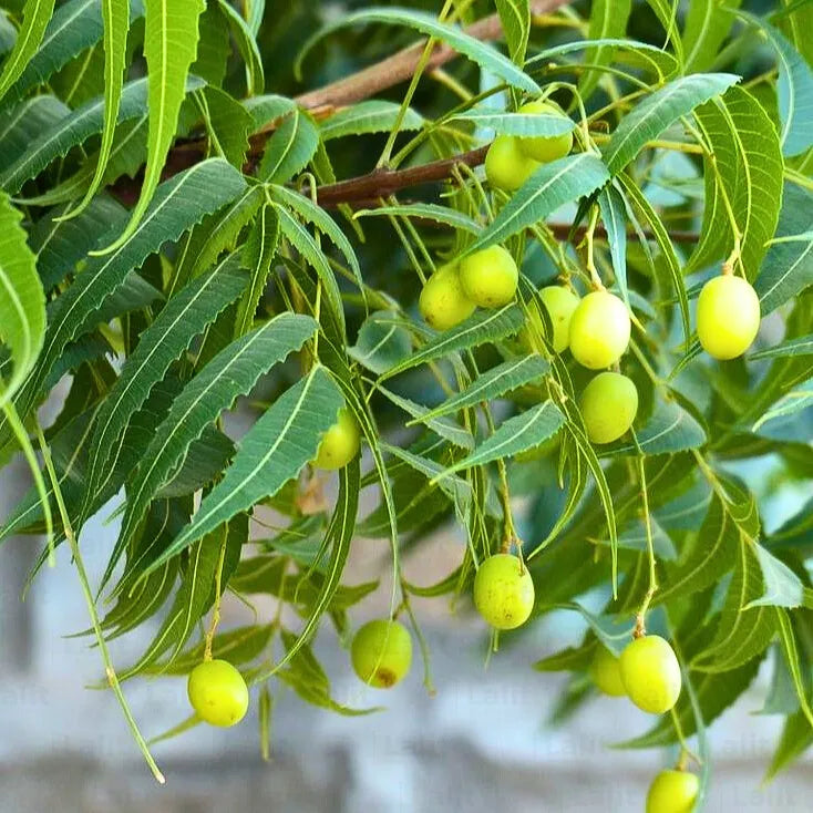 Mature Neem tree thriving in an outdoor landscape with lush greenery.