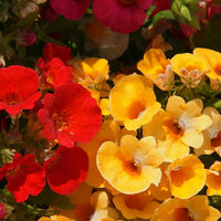 Nemesia Flower seeds for Planting Perfect for Borders Heirloom & GMO Free Seeds for Home Garden
 
 Sale
