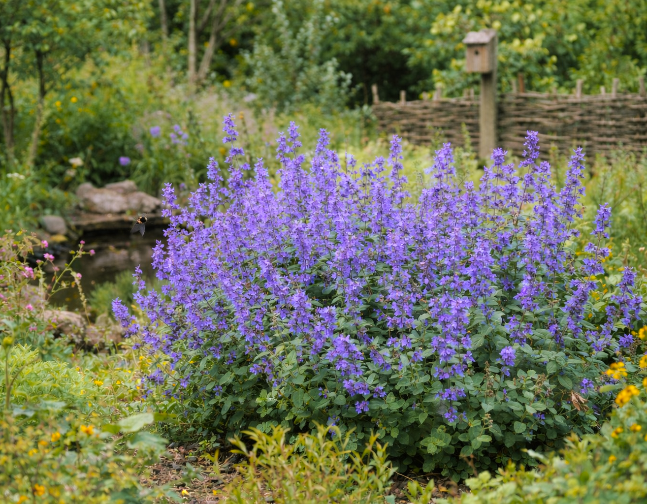 Blue Catmint Flower Seeds for Planting – Heirloom, Non-GMO, High Germination Organic Garden Seeds