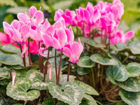 Persicum Flower seeds for Planting - Fragrant Blossoms, Heirloom & GMO Free Seeds for Home Garden