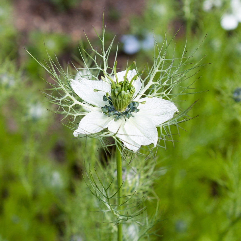 Nigella Double Love in the Mist Mix Seeds for Unique and Beautiful Blooms