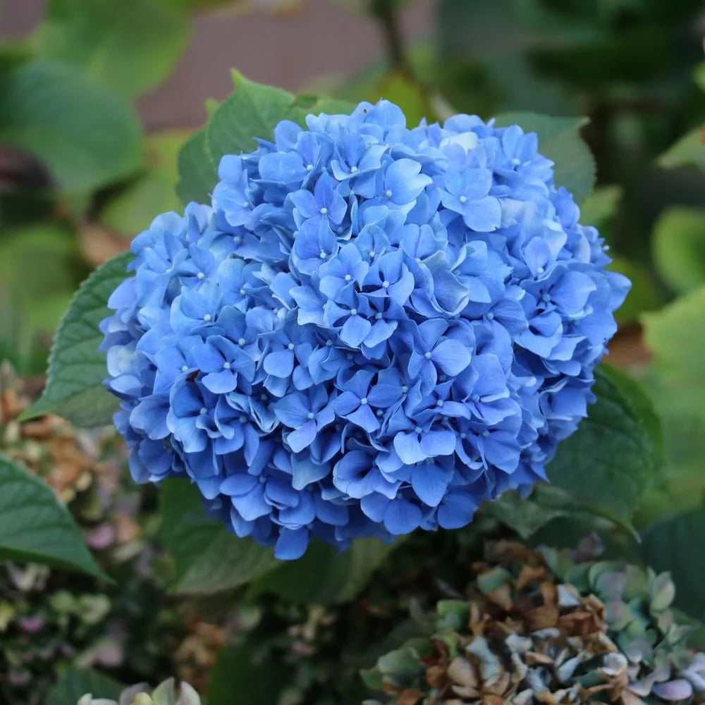 Blue Hydrangea Flower seeds for Planting - Fragrant Blossoms, Heirloom & GMO Free Seeds for Home Garden