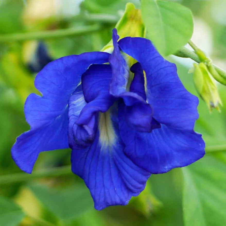 Clitoria Flower seeds for Planting Bright Blooms Heirloom & GMO Free Seeds for Home Garden 
 
 Sale