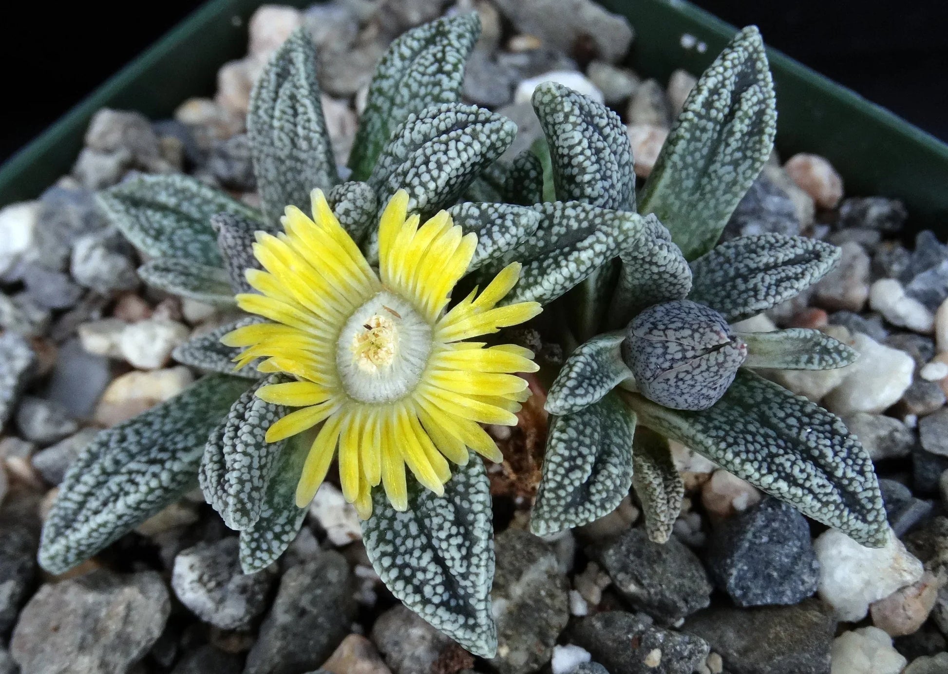 Yellow Nananthus Plant Seeds Planting