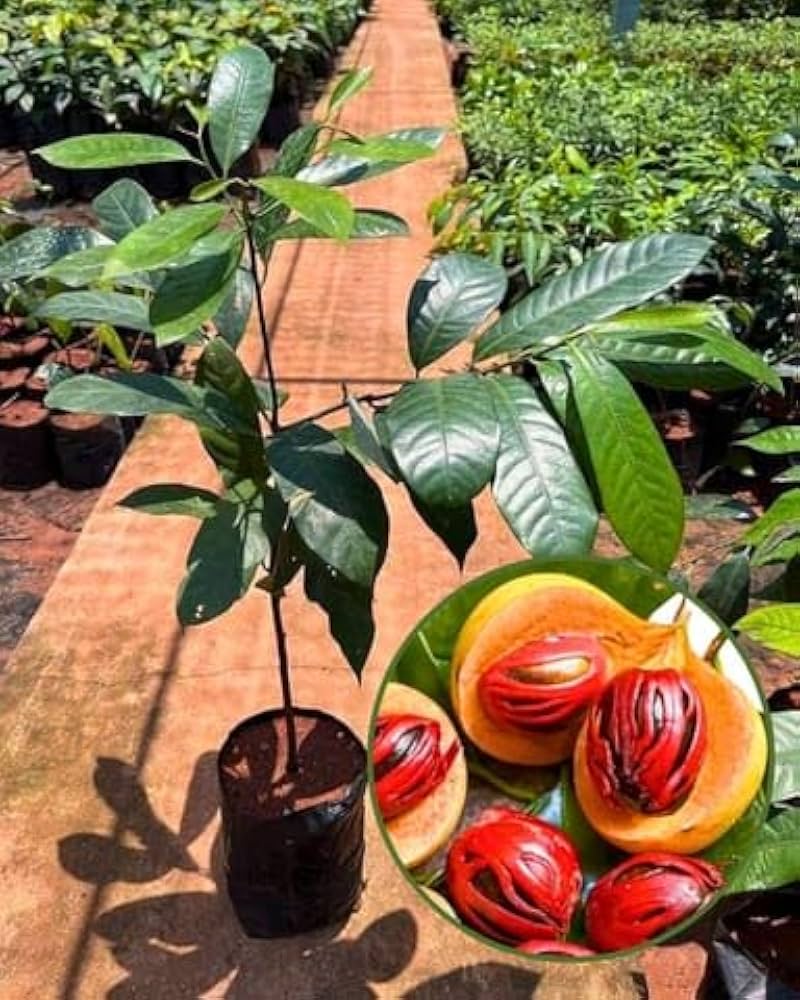 Nutmeg Tree seeds of Myristica fragrans for tropical garden planting