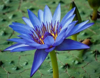 Nymphaea caerulea growing in a peaceful outdoor water garden