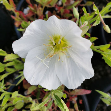 White Oenothera Flower seeds for Planting - Shade Tolerant, Heirloom & GMO Free Seeds for Home Garden