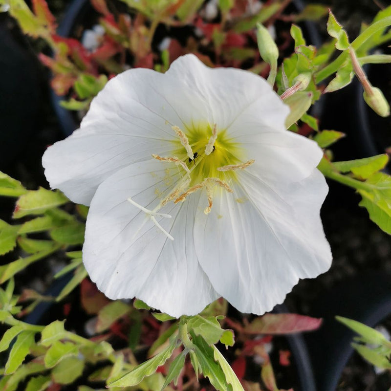 White Oenothera Flower seeds for Planting - Shade Tolerant, Heirloom & GMO Free Seeds for Home Garden