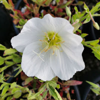White Oenothera Flower seeds for Planting - Wildflower Mix, Heirloom & GMO Free Seeds for Home Garden