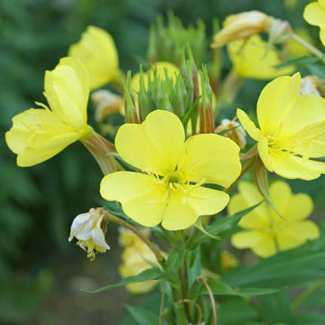 Yellow Black Primrose Flower seeds for Planting - Fragrant Blossoms, Heirloom & GMO Free Seeds for Home Garden