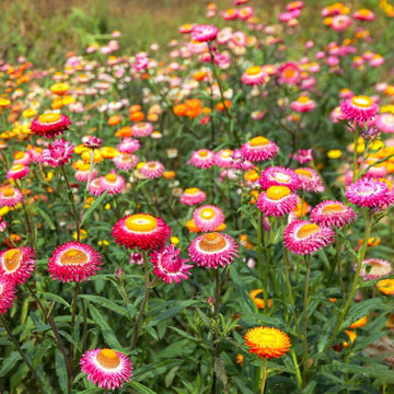 Mixed Straw Flower seeds for Planting - Pollinator Friendly, Heirloom & GMO Free Seeds for Home Garden