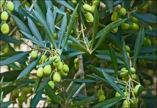 Evergreen olive tree with silver-green leaves in an outdoor landscape.