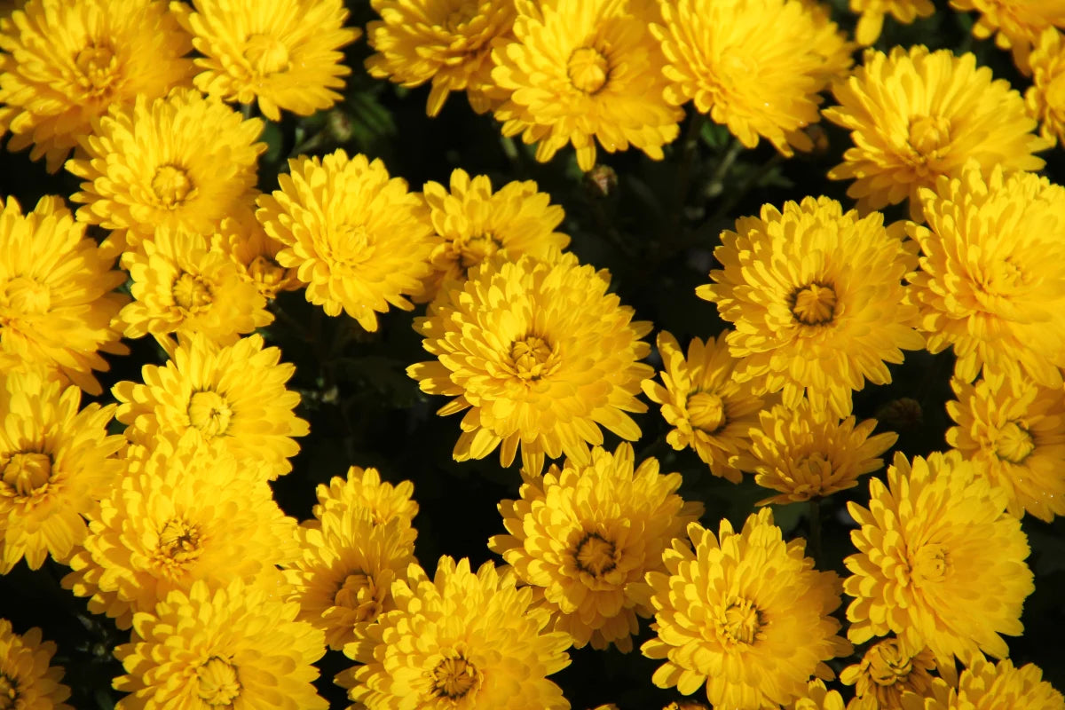 Heirloom Chrysanthemum Flower seeds for Planting Sun Loving Heirloom & GMO Free Seeds for Home Garden