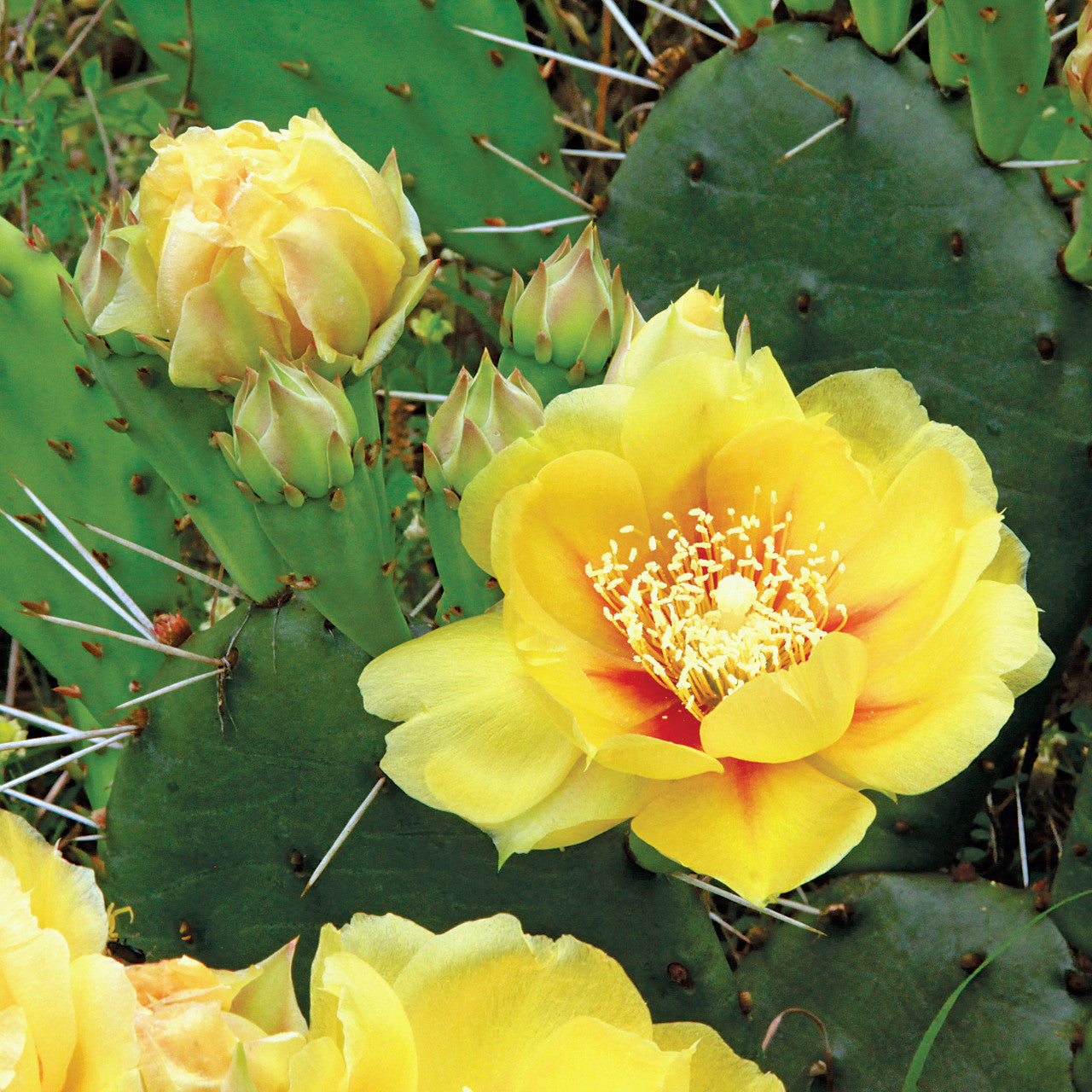 Prickly Flower seeds for Planting Sun Loving Heirloom & GMO Free Seeds for Home Garden 
 
 Sale