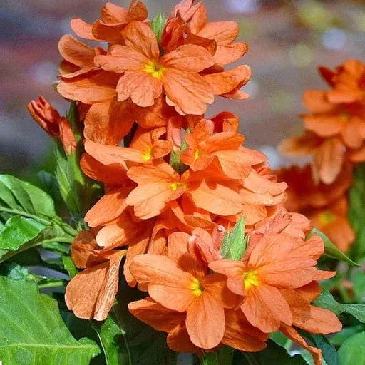 Crossandra Semi Flower Seeds Planting Guide for Vibrant Blooms and Lush Greenery