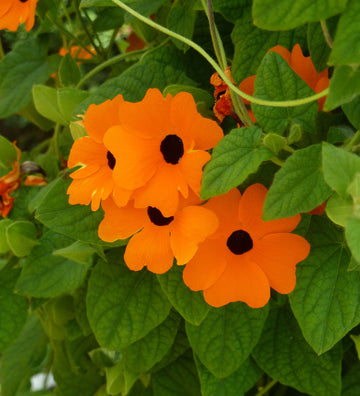 Black Eyed Susan Vine Seeds – Fast-Growing Flower for Bees and Butterflies