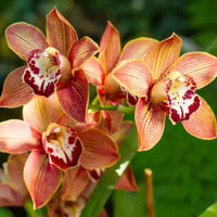 Orange Cymbidium Orchid Flower seeds for Planting - Sun Loving, Heirloom & GMO Free Seeds for Home Garden