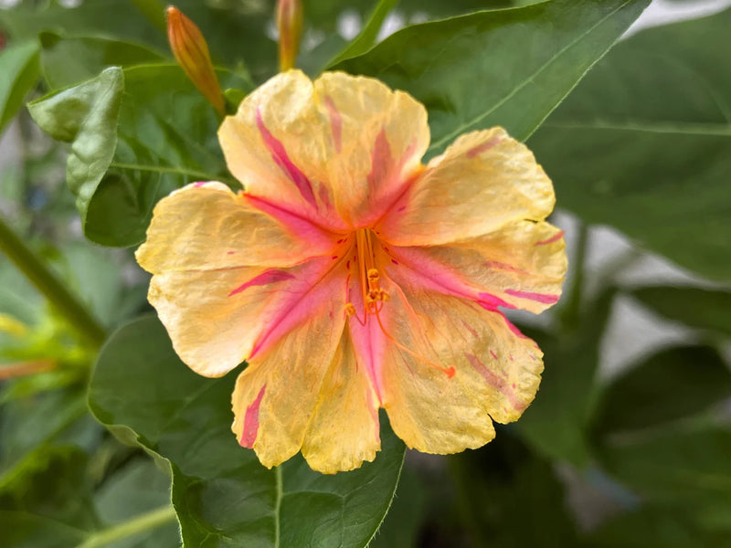 Orange Pink Mirabilis flower seeds for planting