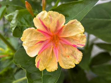 Orange Pink Mirabilis flower seeds for planting