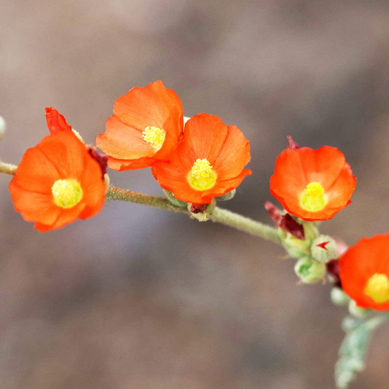 Orange Sphaeralcea flower seeds for planting