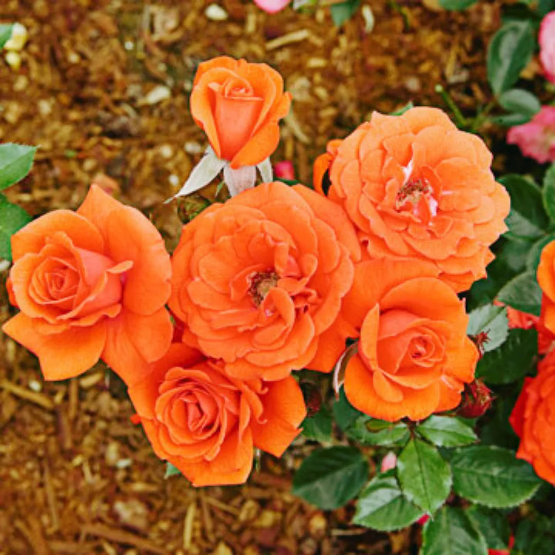 Orange Miniature Rose Flower seeds for Planting Sun Loving Heirloom & GMO Free Seeds for Home Garden 
 
 Sale