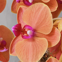Peach Phalaenopsis Orchid Flower seeds for Planting - Perfect for Borders, Heirloom & GMO Free Seeds for Home Garden