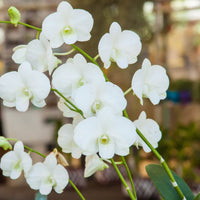 White Bell Orchid Flower Seeds Premium Quality Heirloom & GMO Free Seeds for Home Garden
 
 Sale