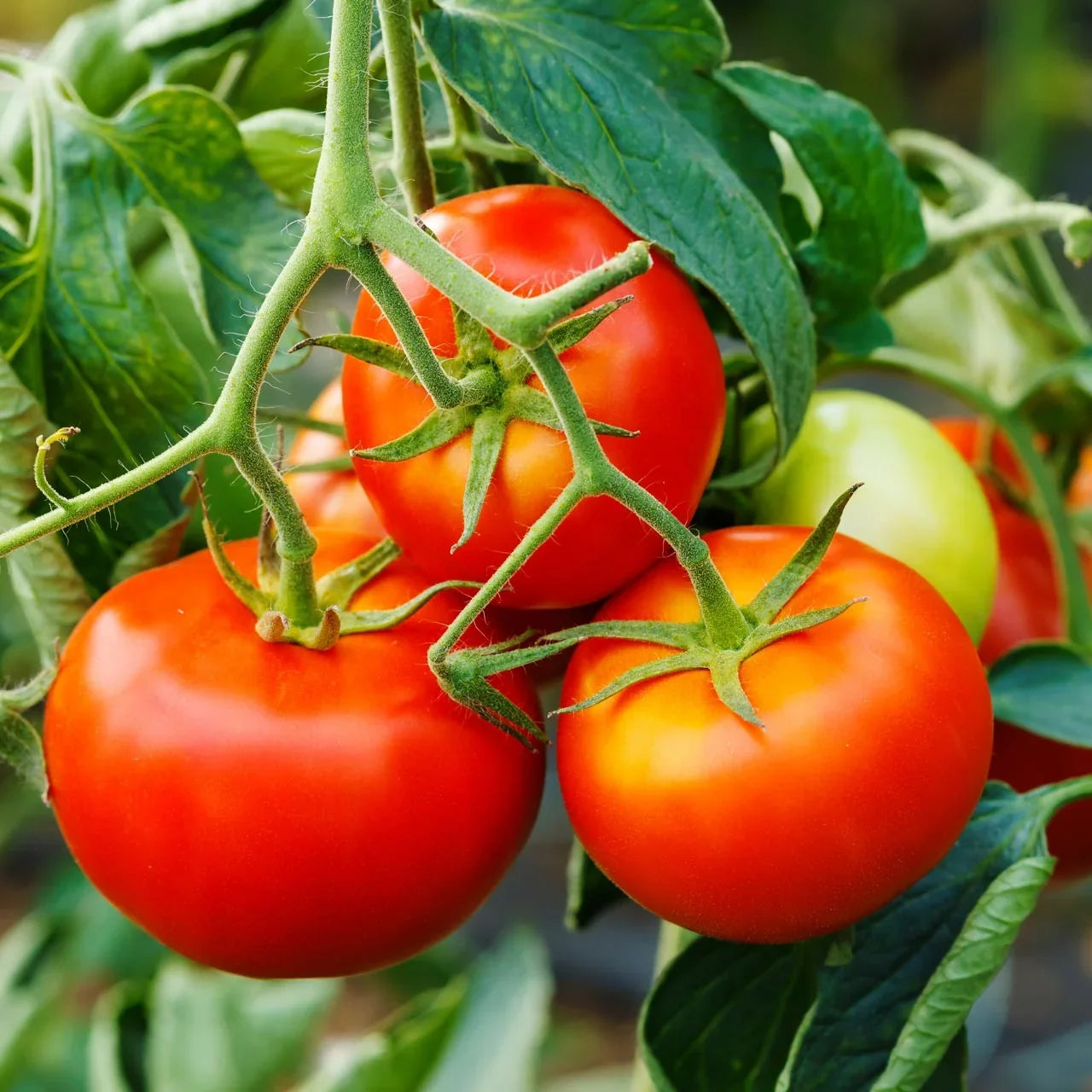 Celebrity Tomato Seeds – Reliable Garden Tomato Variety for Home Growing