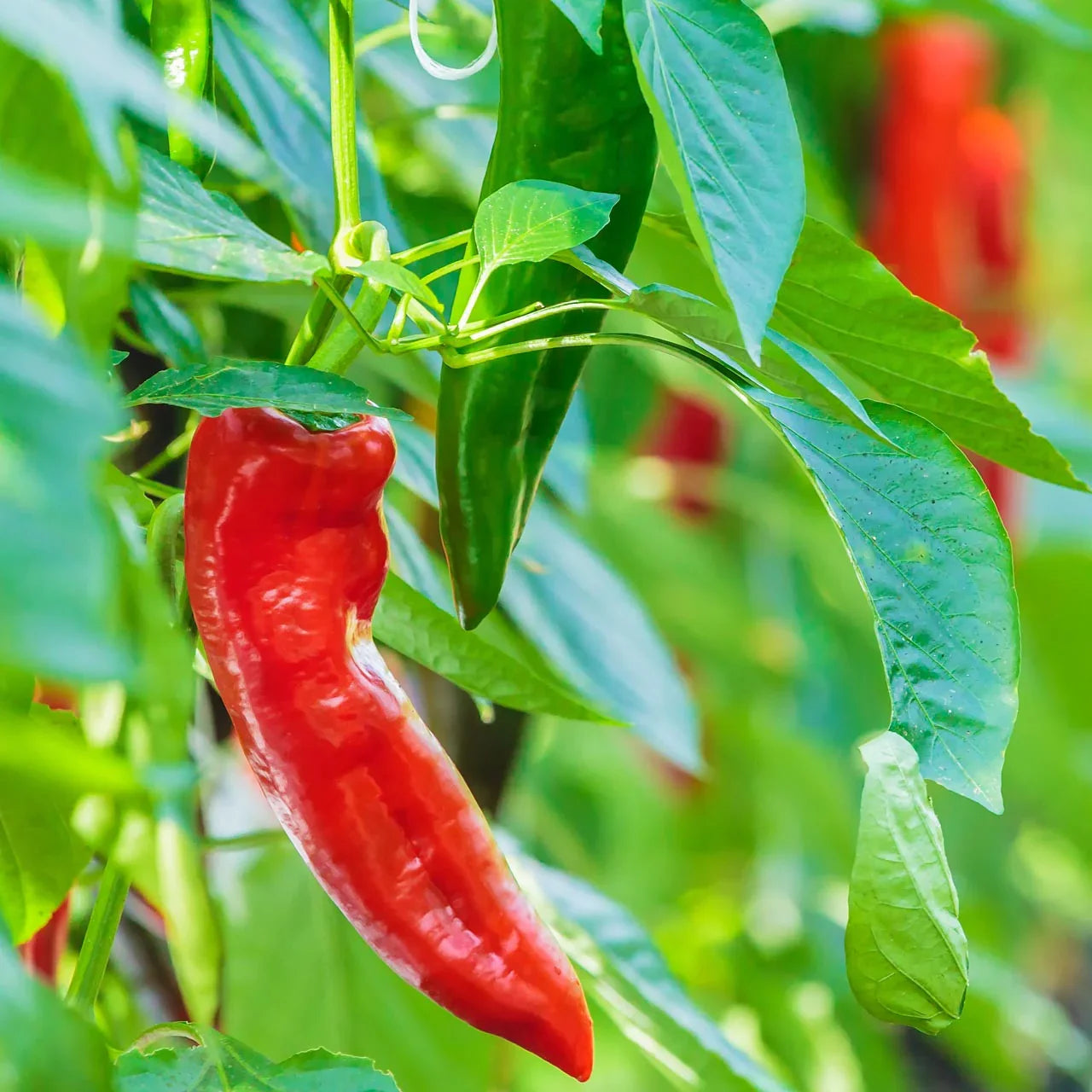 Capsicum annuum Italian Jimmy Nardello peppers ready for harvest in the garden