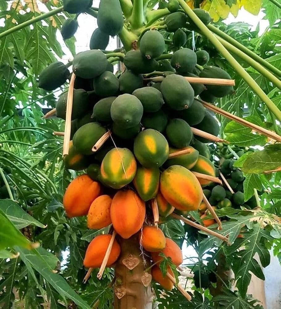 Fast-Growing Papaya Planting Seeds for Home Gardens