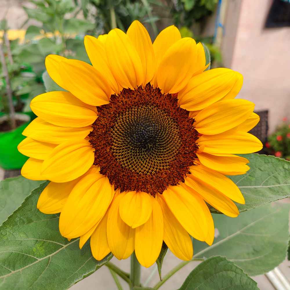 Sunflower Flower seeds for Planting Shade Tolerant Heirloom & GMO Free Seeds for Home Garden